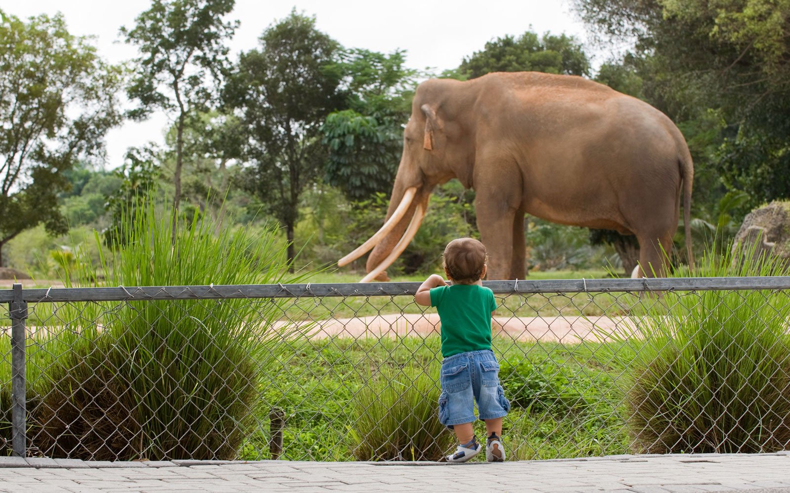 washington dc zoo virtual tour